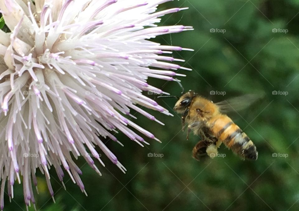 Honey bee on Bull Thistle 