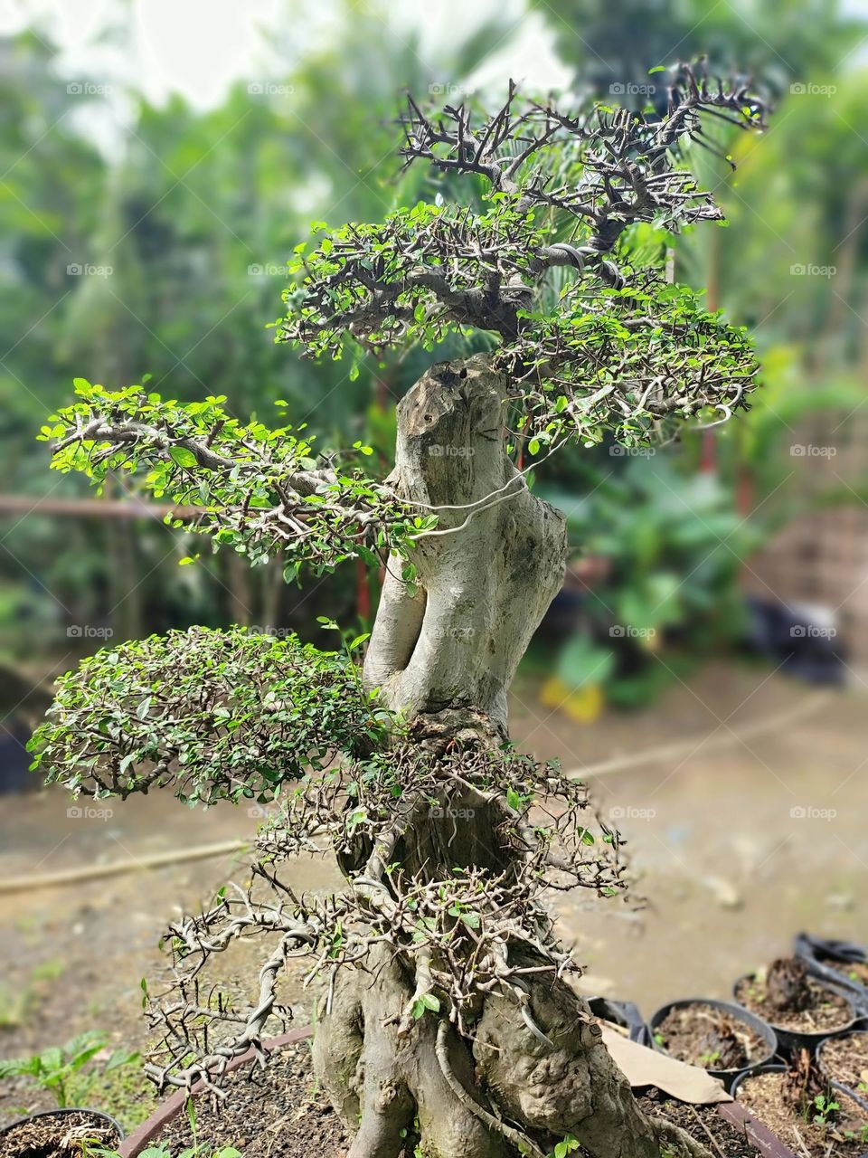 Bonsai