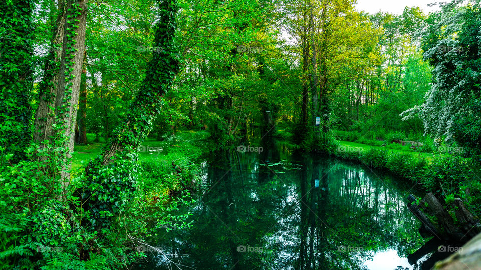 Nature, Green, Trees