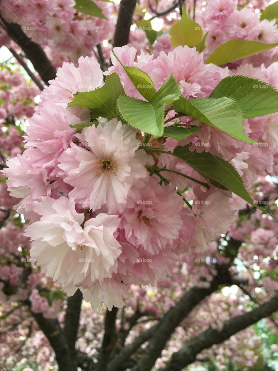 Japanese ornamental cherry 