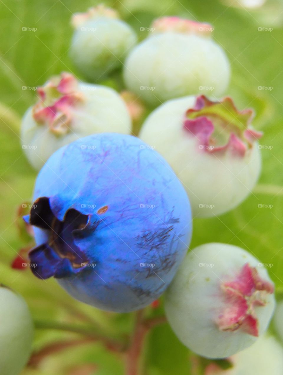 Indulging on my garden goodies  