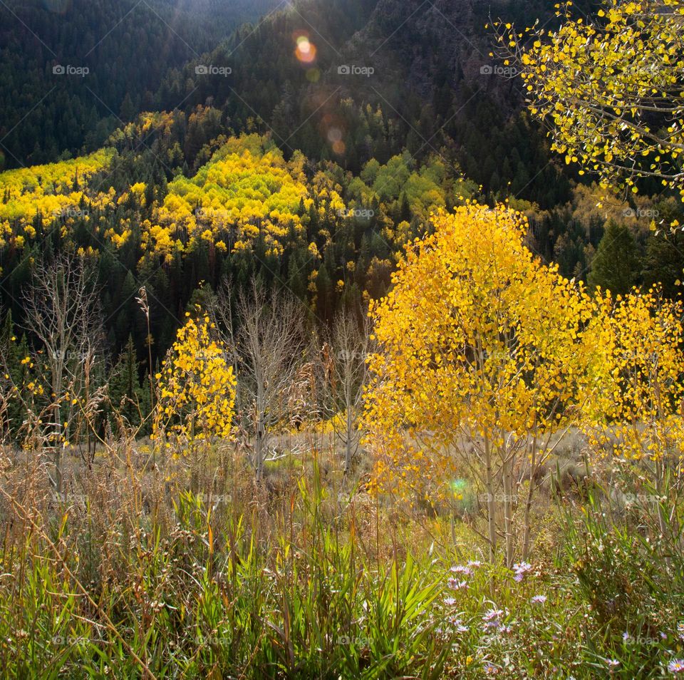 Sun shining through the fall leaves