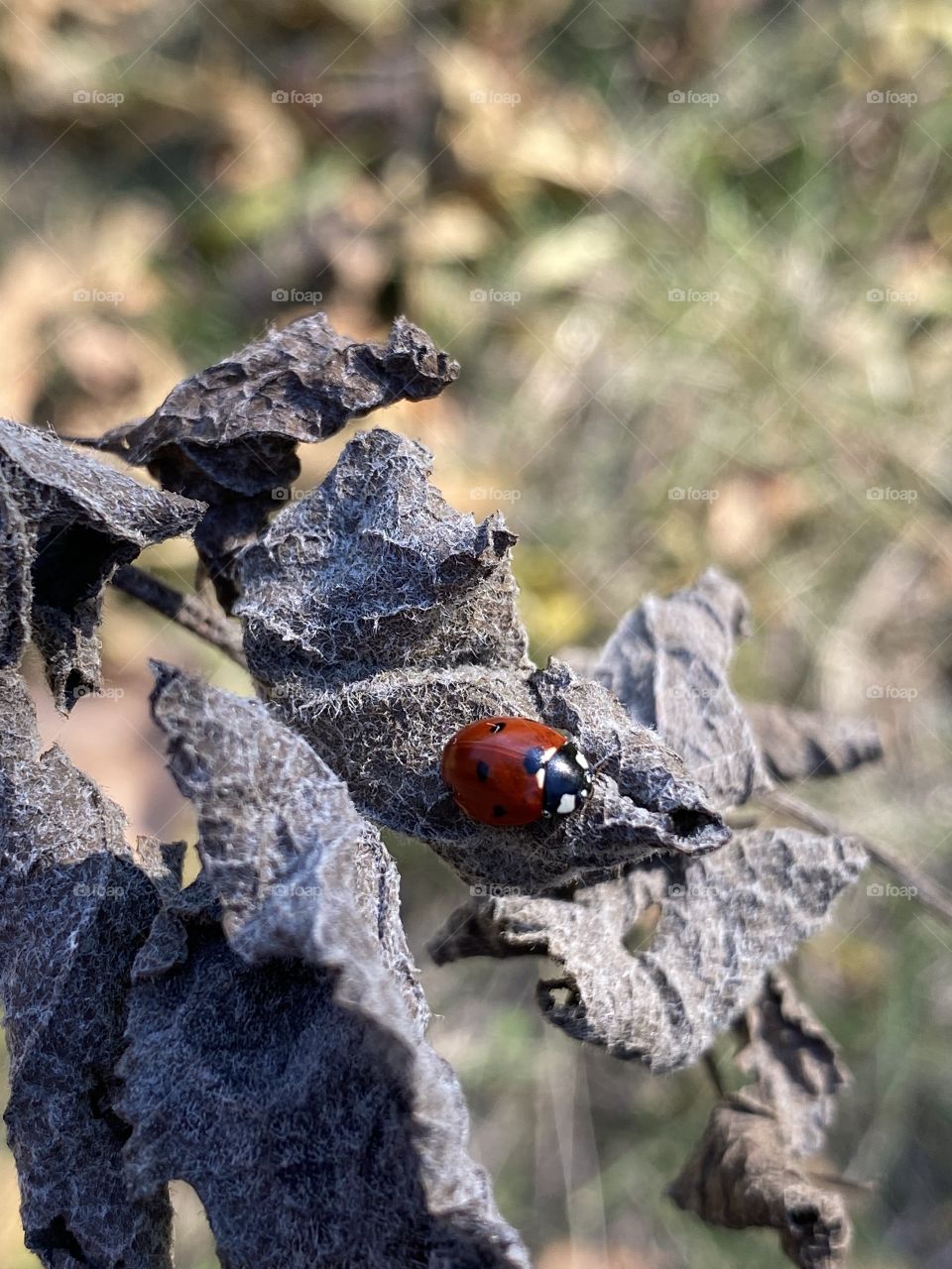 Wow 🍂🥰😍📸🐞