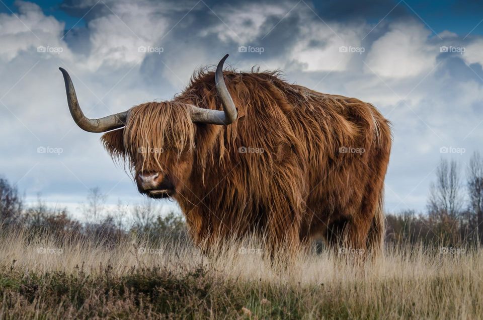 The Highland is a Scottish breed of rustic cattle. It originated in the Scottish Highlands and the Outer Hebrides islands of Scotland and has long horns and a long shaggy coat.