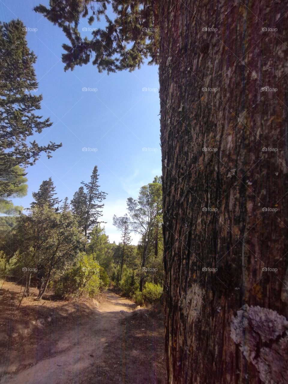 Behind the tree forest