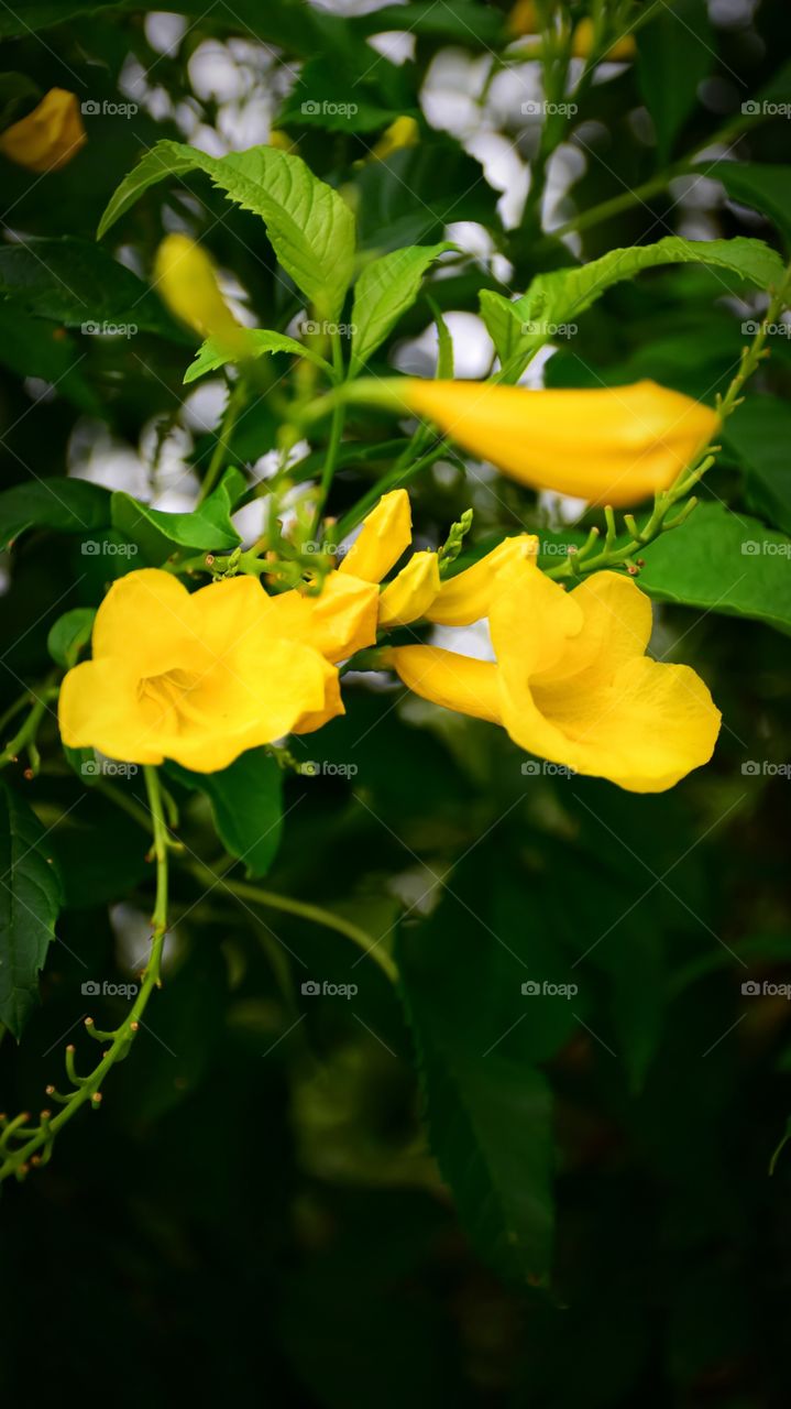 Colorful yellow flower in the garden