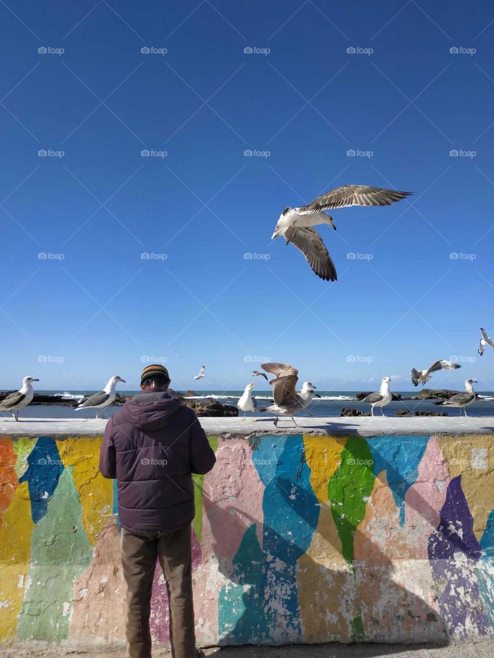 An adult man feeds the seagulls in a harbour at essaouira city in Morocco.