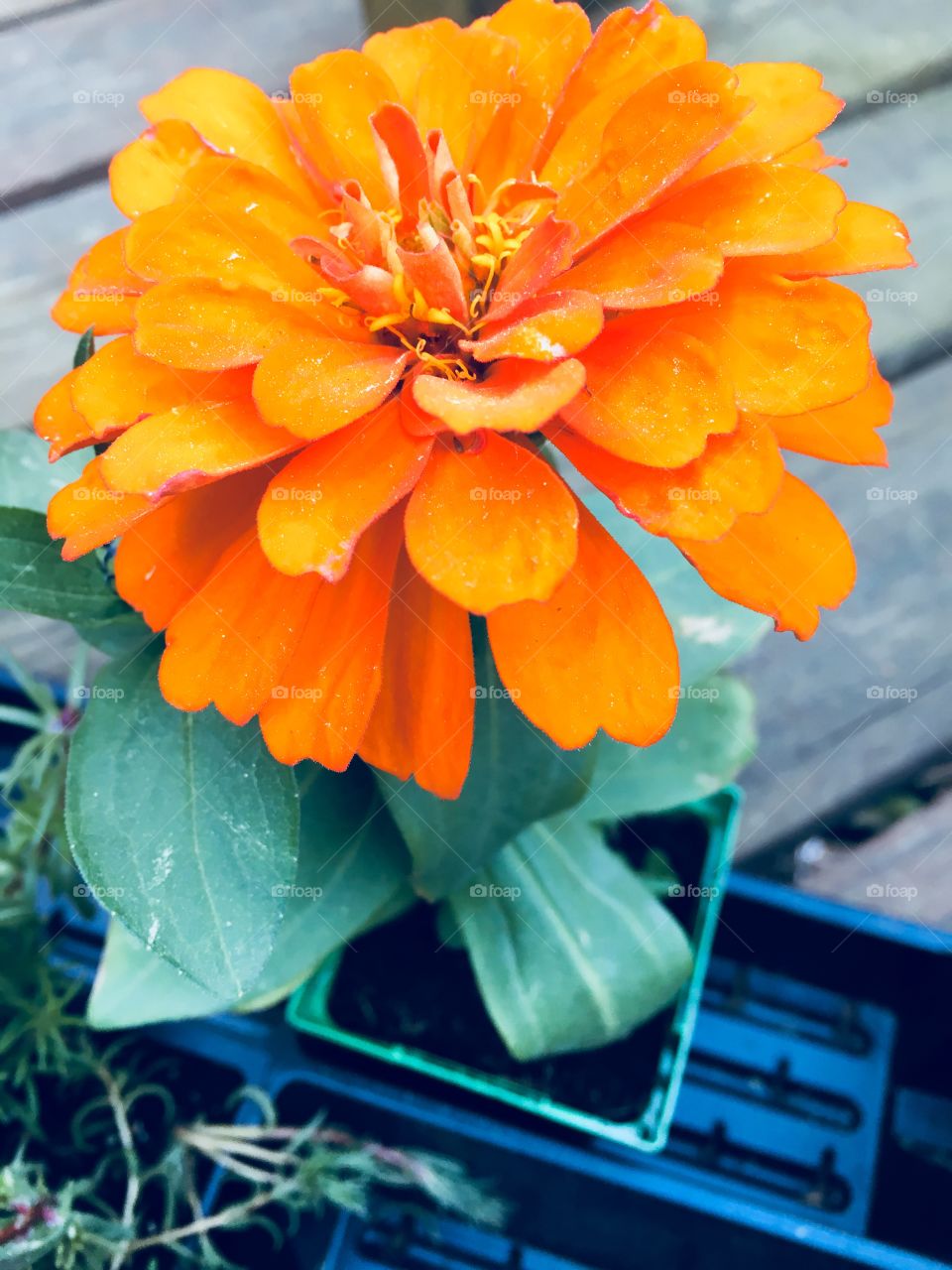 Orange bloom