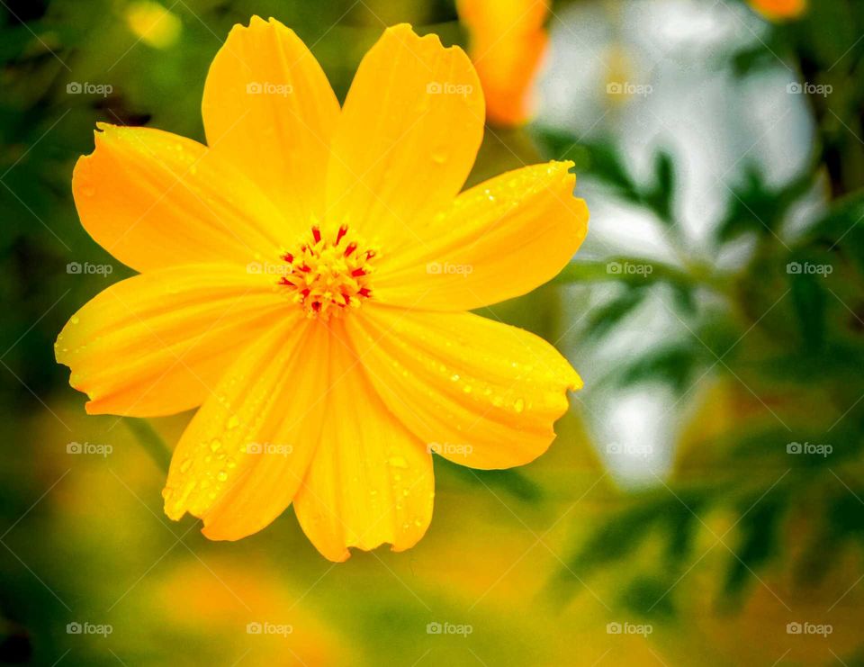 beautiful yellow flower shoot in garden and fields. blossom.