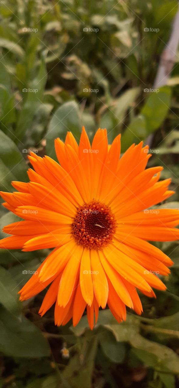 Orange calendula