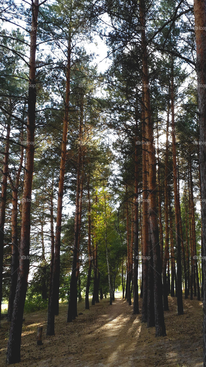 Trees in forest