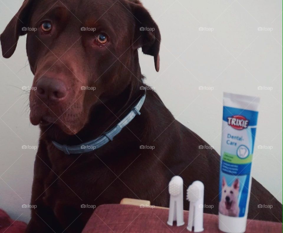 Labrador#dog#hygiene#brushs#toothpaste#cute