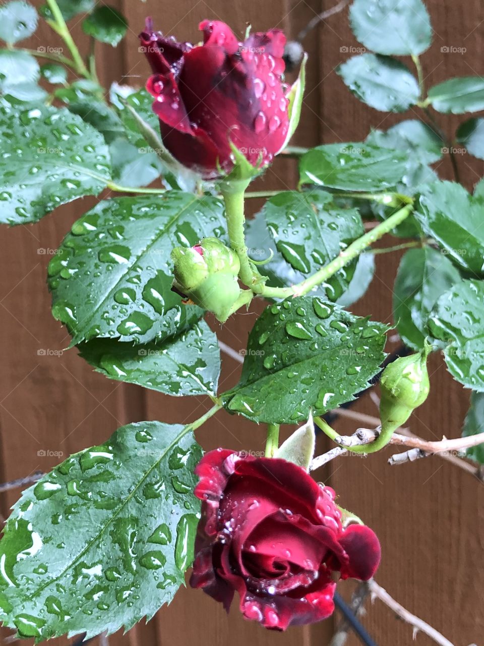 Gorgeous rain drops on the roses