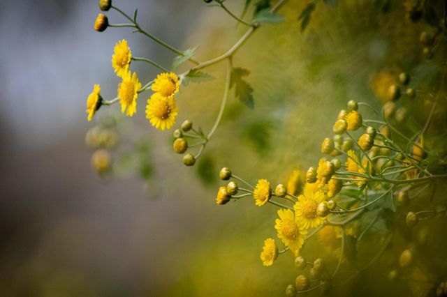 Beautiful flowers in bloom