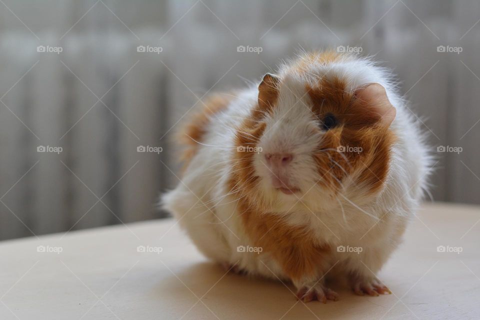 Guinea pig beautiful portrait love pet