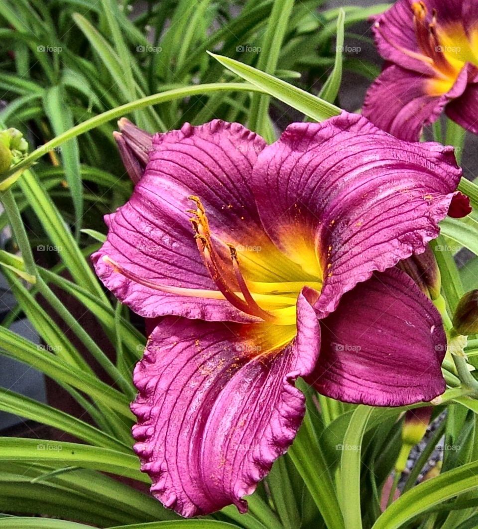 Beautiful purple Lilly 