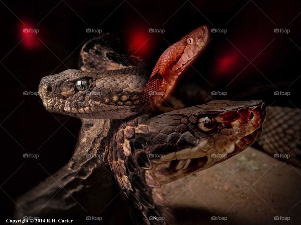 Rattlesnake, Copperhead 