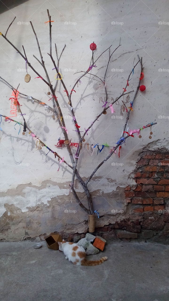 Magic tree for wishes. Burger's house. Vyborg, Russia