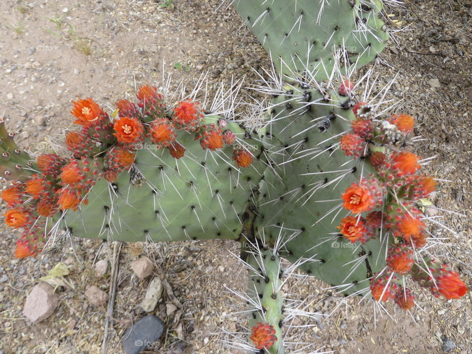 desert flowers
