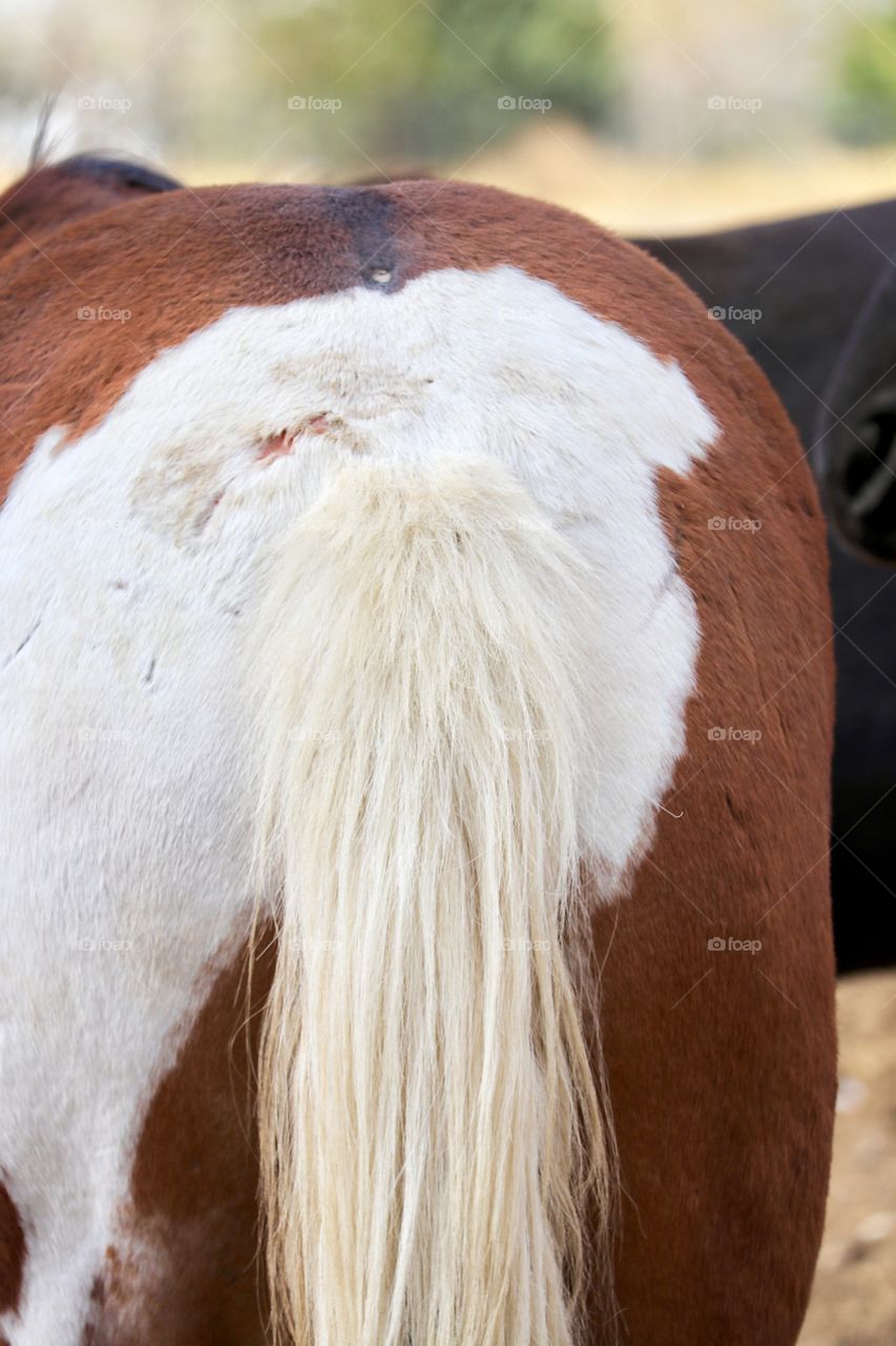 Tail and rump view of American wild mustang paint Pinto horse