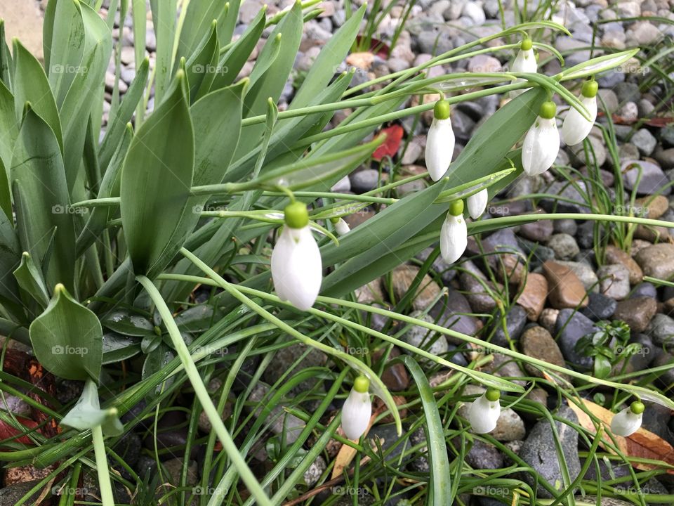 White bud growing on plant