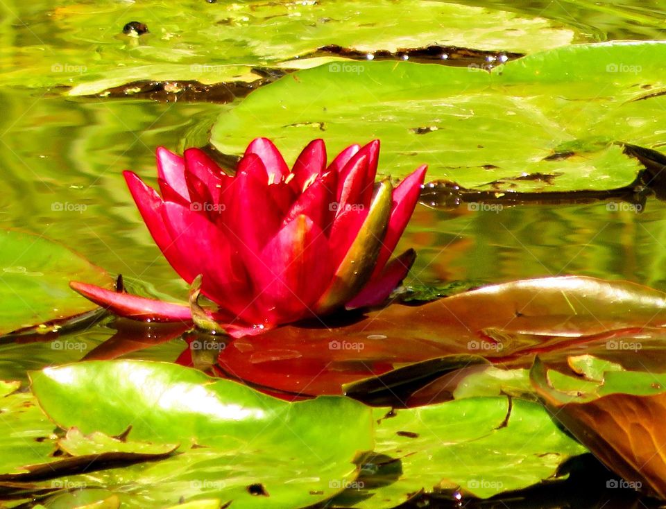 waterlilies