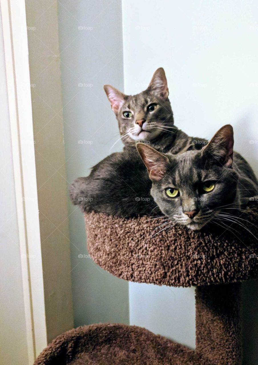 Grey Cats Snuggling On Brown Cat Tree