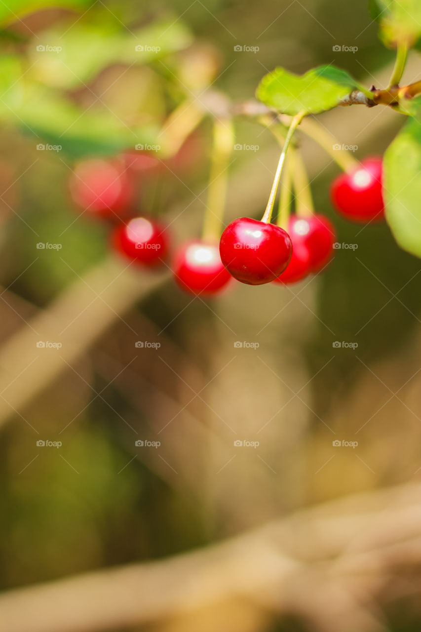 Cherries