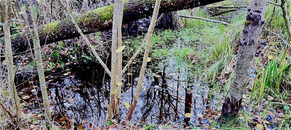 The “Rainer Wald” is a part of the “Bayerischer Wald” or “Bavarian Forest” newly zoned as a wildlife refuge and a recreated natural swamp forest near the township of “Rain” in “Niederbayern” or “Lower Bavaria”. 2023. Hypnotic Productions