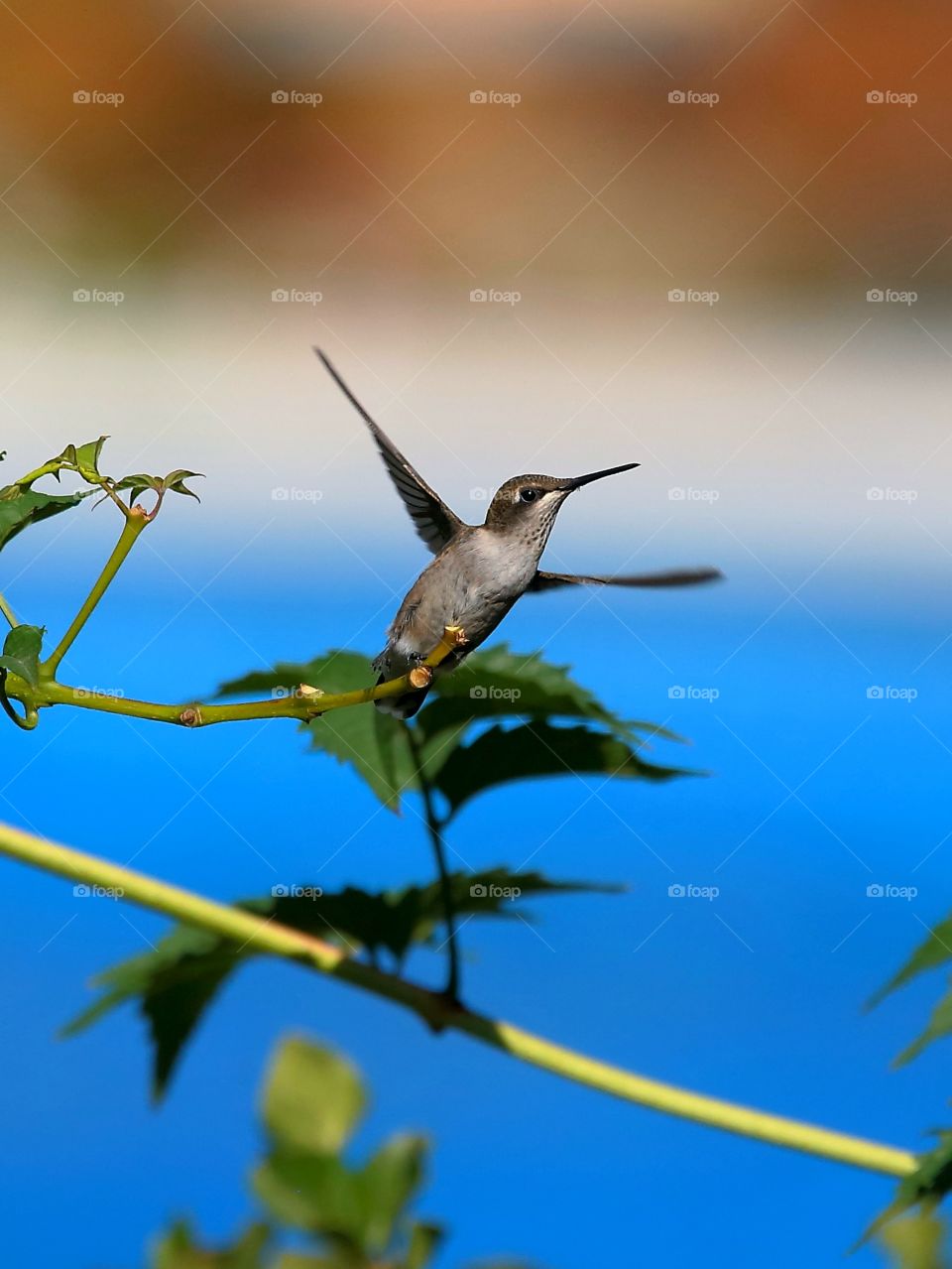 hummingbird in flight