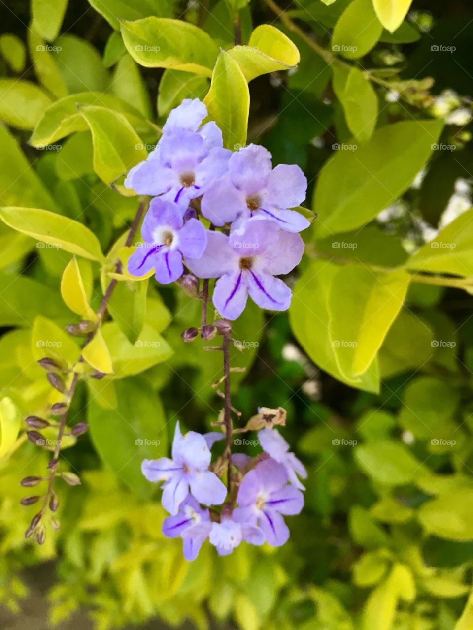 Flores do pingo de ouro!!!
🌳
#natureza
#flowers