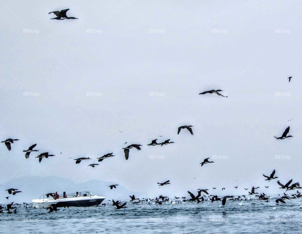 Best of the best: seabirds of Ballestas Islands and a boat. this boat coming for looking seabirds.