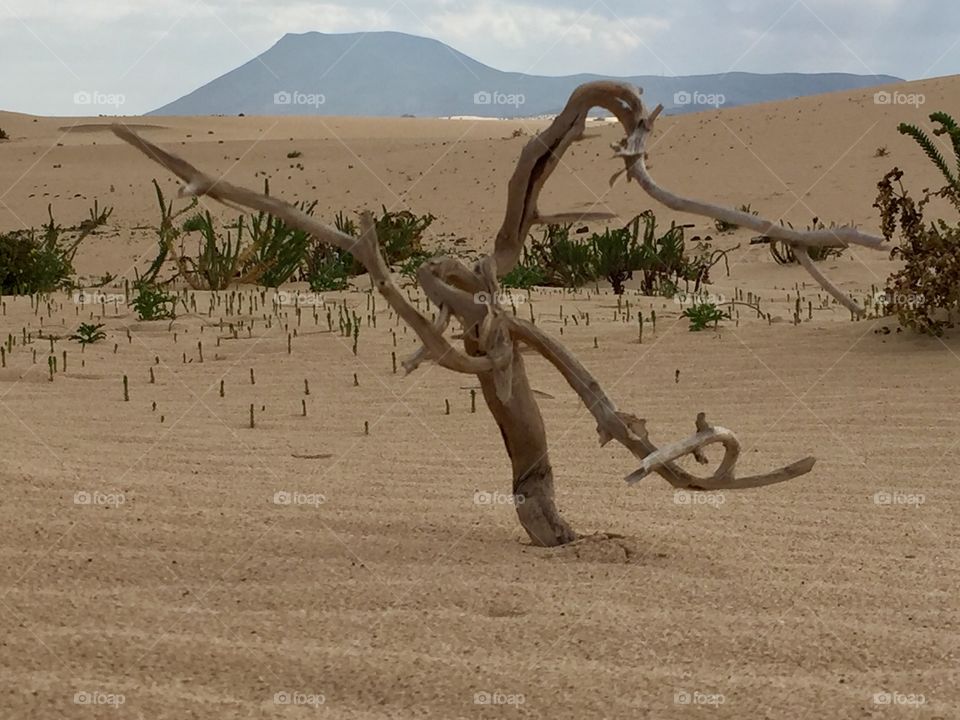 Desert twig taken on sand dunes in fueteventura 