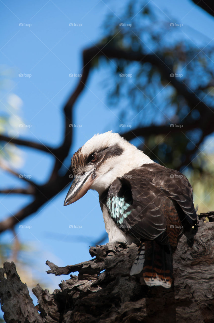 Close-up of Kookaburra bird sitting in tree
