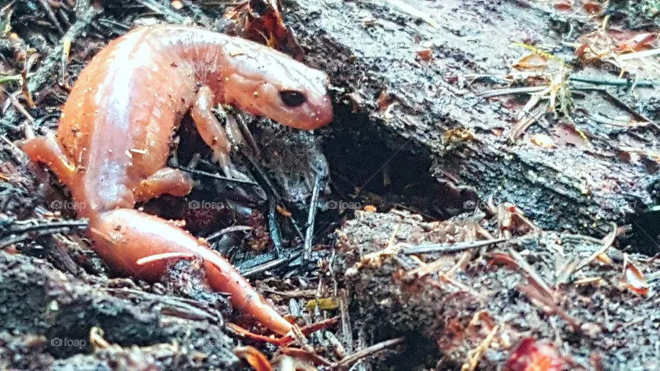 chameleon
