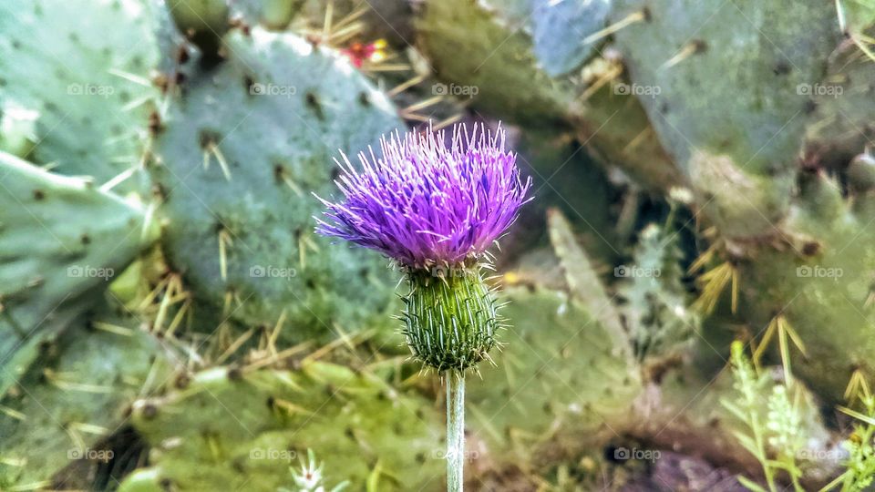 Thistle near Texas prickly pear cactus