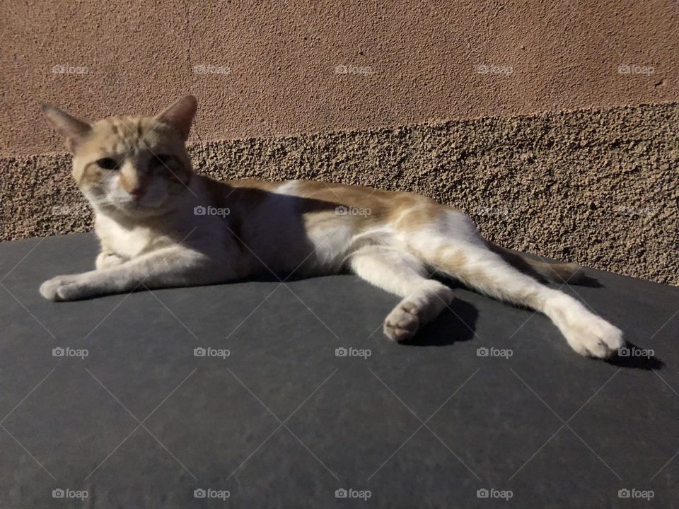 Beautiful cat looking at camera 