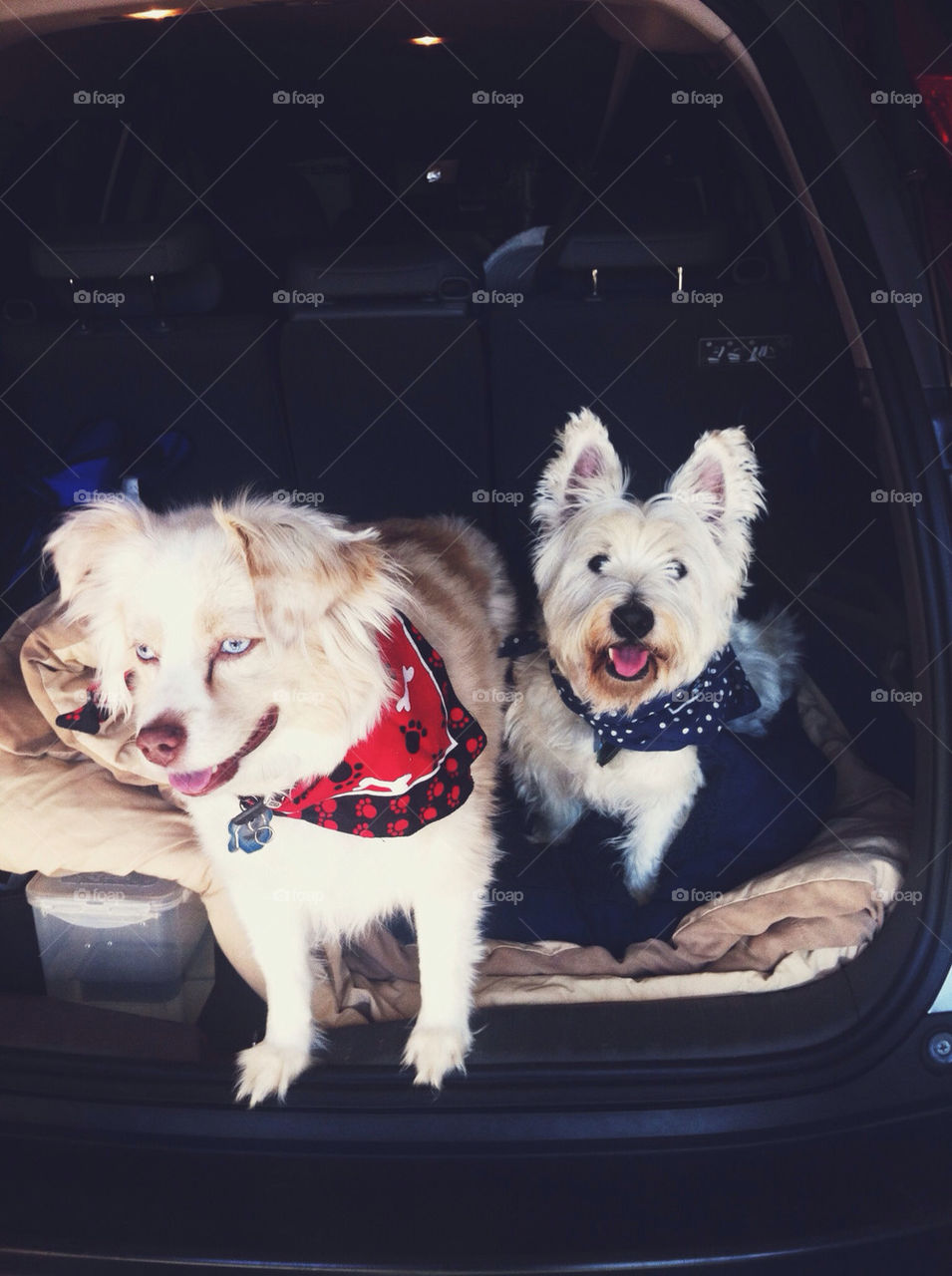 Dogs ready to go camping.