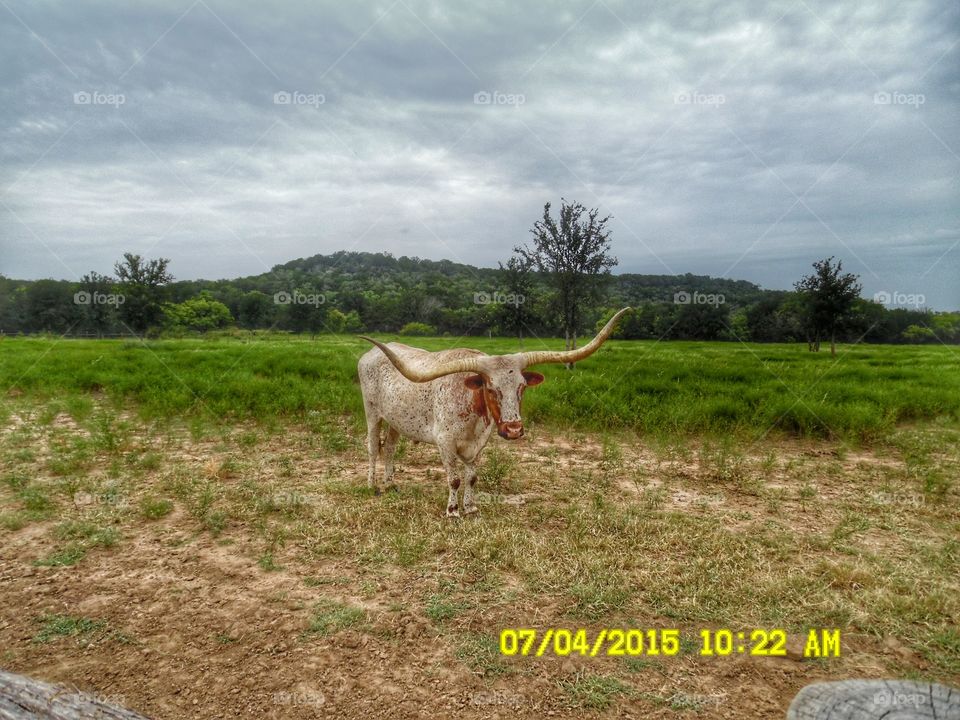 Texas longhorn 💀. This is a picture of a Texas longhorn with extra long horns. 👣 🚶 🏃 🔥 💨 I saw this steer at wildcatter ranch