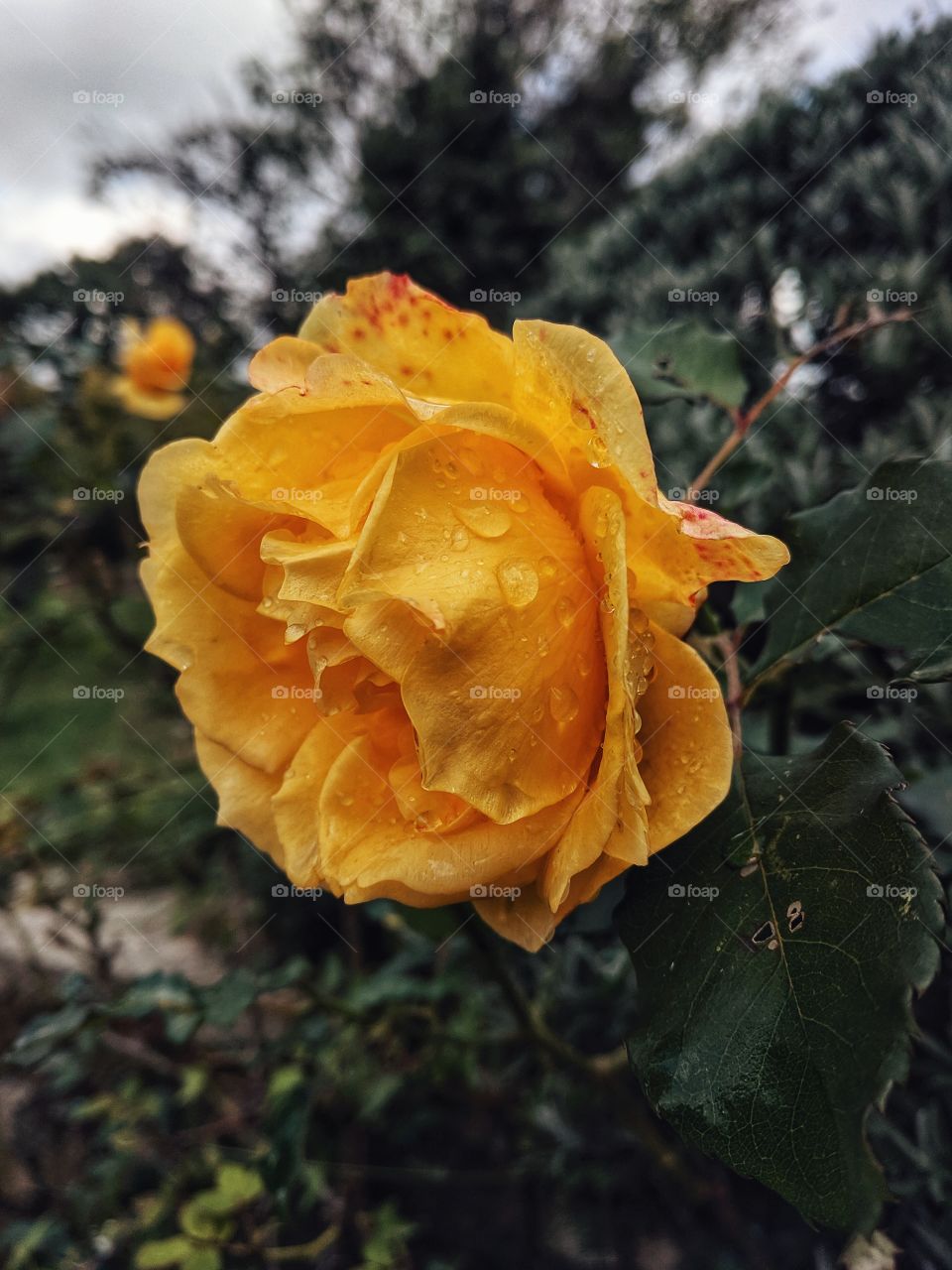 Yellow rose close up in raining autumn day.