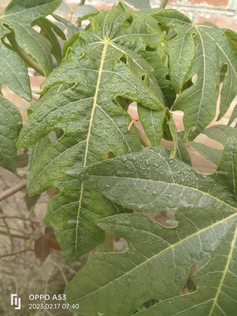 Good 🥰morning 🦋🦚.