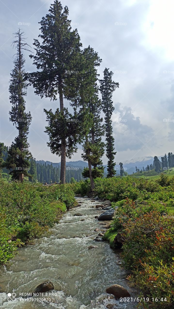 Beautiful picture of a water stream in Thick forests of Keller area  in District Shopian in J& K....