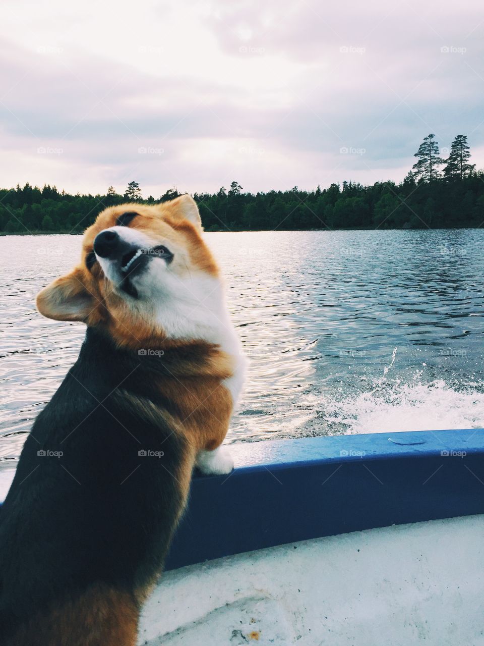 Dog sniffing in the air while sitting in a boat