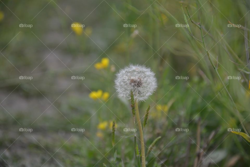 Nature, Grass, Dandelion, Flower, Summer