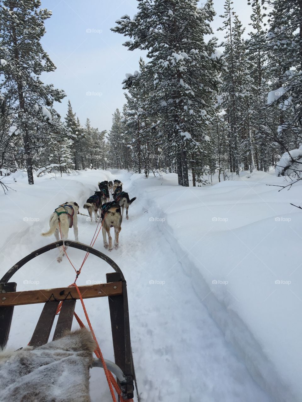Dog sledding in Sweden 