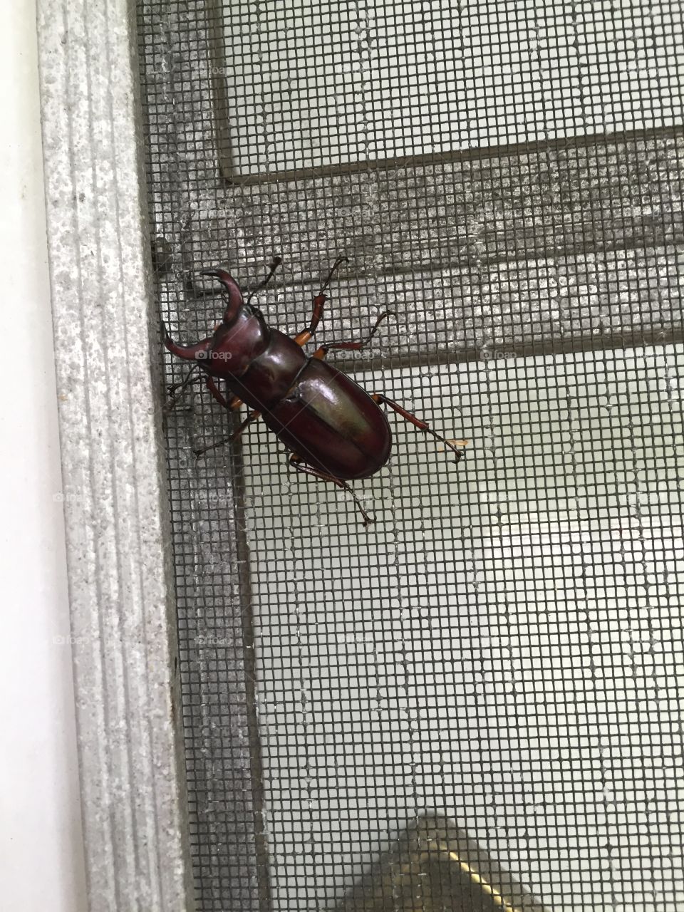 Huge Beetle. Huge Beetle on front door