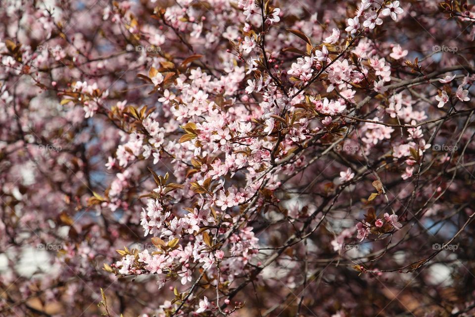 Blooming tree in pink