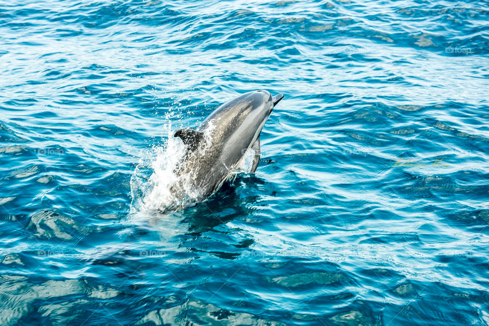 Dolphin swimmin free in Fernando de Noronha PE, Brazil.