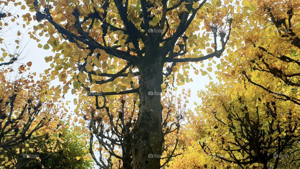 Trees with colorful yellow leaves in autumn