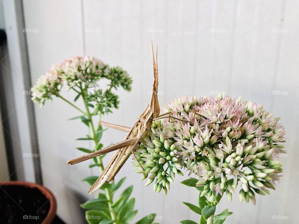 A specie of grasshopper which I have never seen before, resting on the Sedum plant which is also blooming at the moment